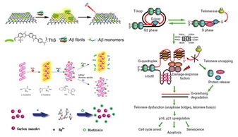 長春應(yīng)化所新型生物功能材料構(gòu)筑及生物應(yīng)用基礎(chǔ)研究獲進展